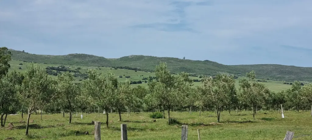 Premier 25-Acre Organic Olive Farm on Route 39